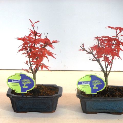 Acer palmatum 'Beni-maiko' (Lodder Bonsai)