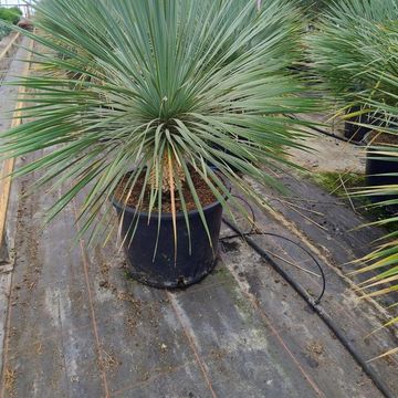 Yucca rostrata