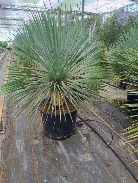 Yucca rostrata