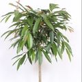Ficus binnendijkii 'Amstel King'