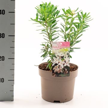 Daphne x transatlantica ETERNAL FRAGRANCE