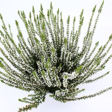 Calluna vulgaris GARDEN GIRLS HELENA