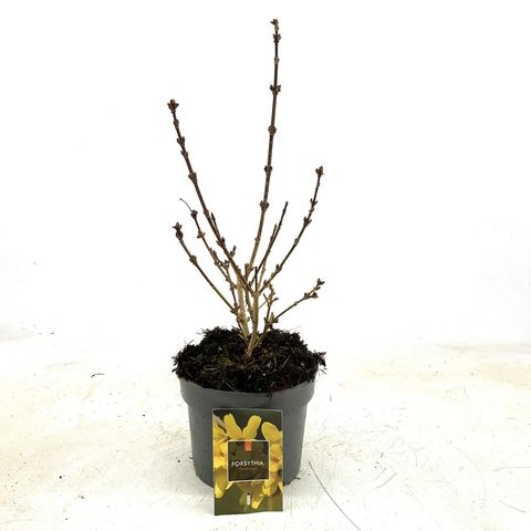Forsythia 'Goldrausch'