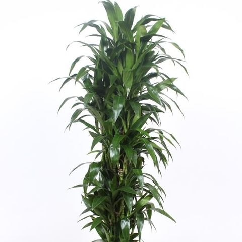 Dracaena fragrans 'Janet Craig' — Plant Wholesale FlorAccess