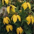 Clematis 'Corry' (Ta)