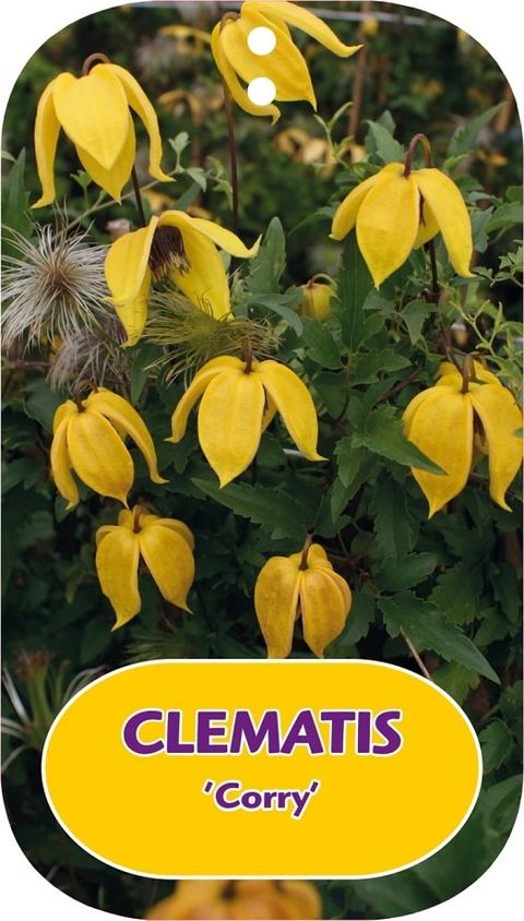 Clematis 'Corry' (Ta)
