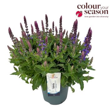 Salvia nemorosa SENSATION DEEP BLUE