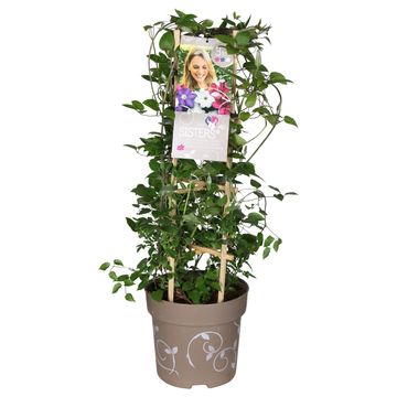 Hydrangea macrophylla THREE SISTERS MIX