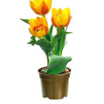 Tulipa 'Flair'
