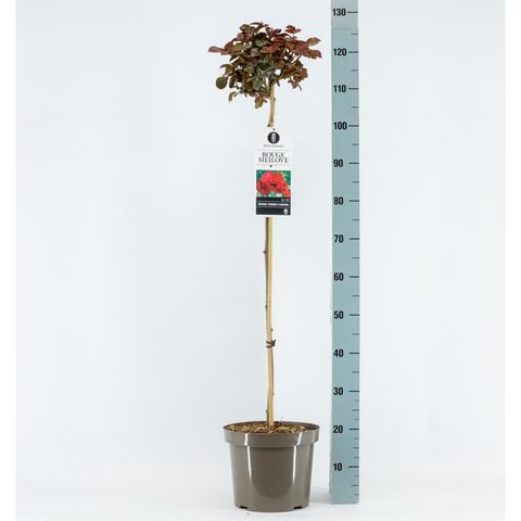 Rosa ROUGE MEILOVE