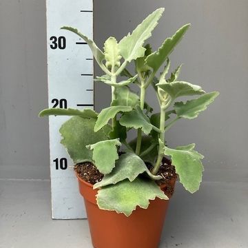 Kalanchoe beharensis 'Oak Leaf'