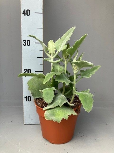 Kalanchoe beharensis 'Oak Leaf'