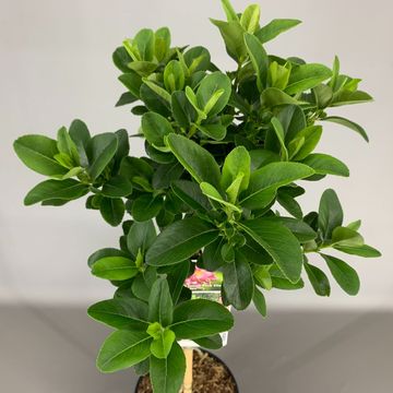 Escallonia laevis PINK ELLE
