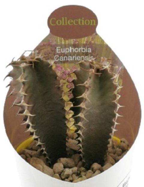 Euphorbia canariensis