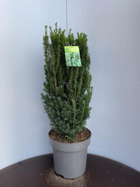 Taxus x media 'Hillii'