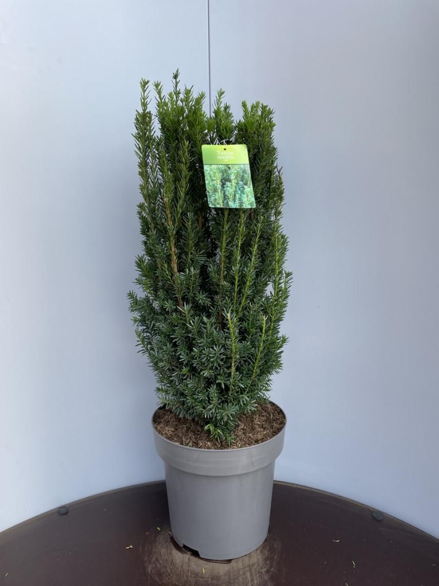 villa thuja Full Speed A Hedge® 'American Pillar' Arborvitae (Thuja) – Great Garden  Plants