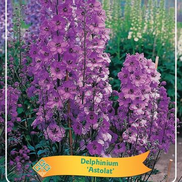 Delphinium 'Astolat'