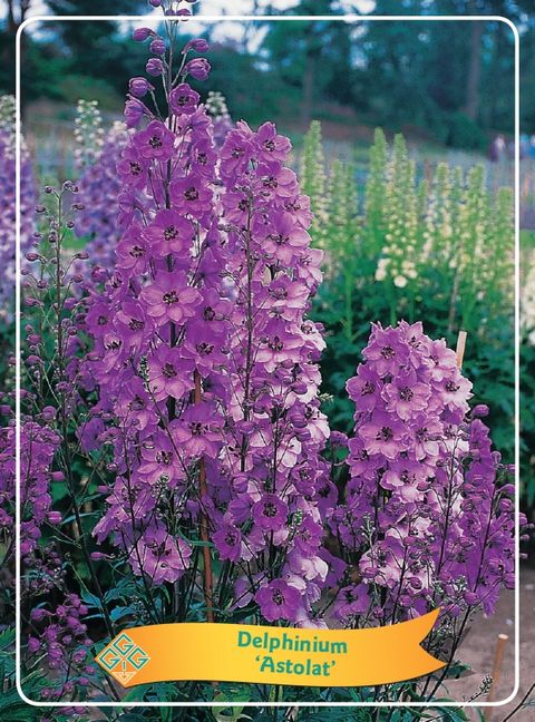 Delphinium 'Astolat'