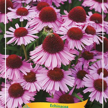 Echinacea purpurea MIX