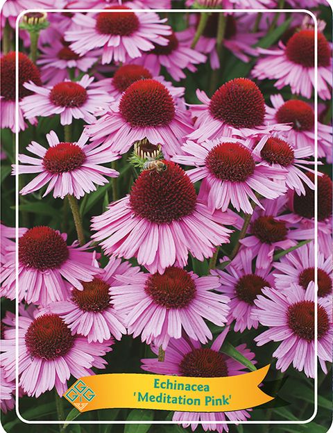 Echinacea purpurea MIX