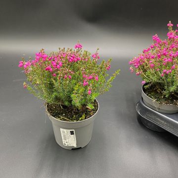 Erica cinerea