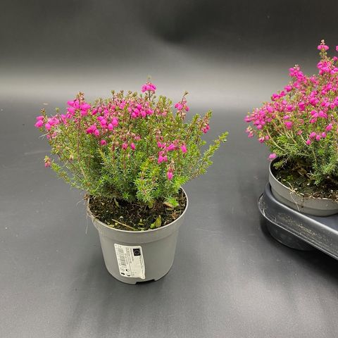 Erica cinerea