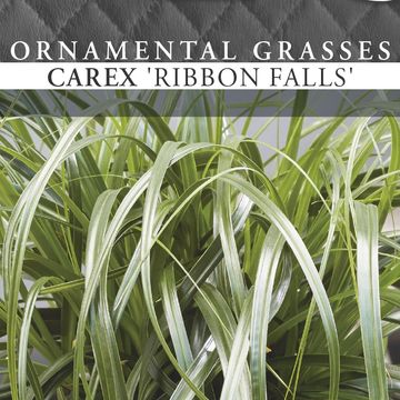 Carex RIBBON FALLS