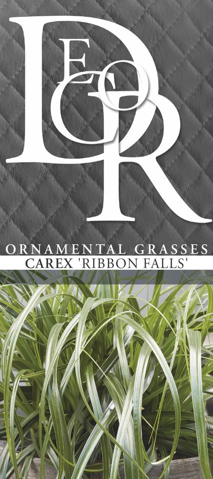 Carex RIBBON FALLS