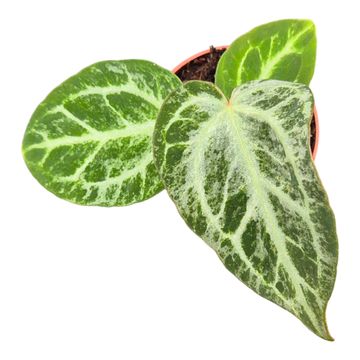 Anthurium 'Silver Blush Mint'