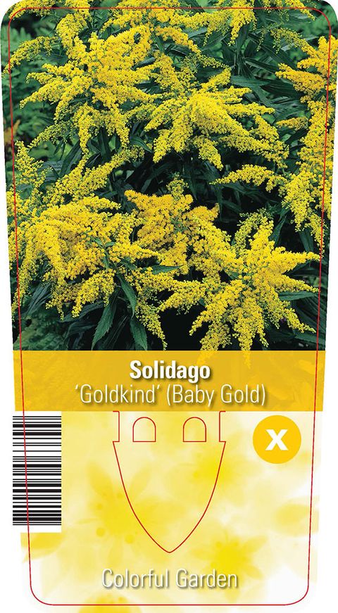 Solidago 'Goldkind'