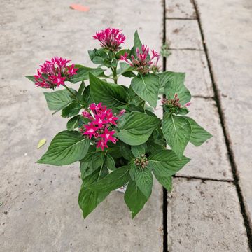 Pentas lanceolata