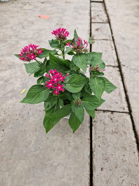 Pentas lanceolata