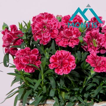 Диантус OSCAR PURPLE WINGS