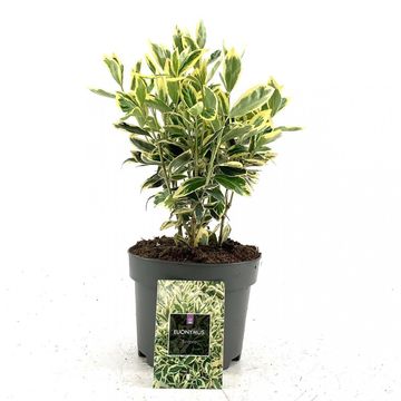 Euonymus japonicus 'Bravo'