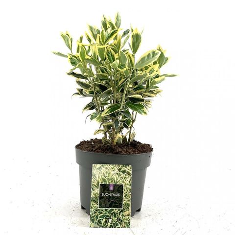 Euonymus japonicus 'Bravo'