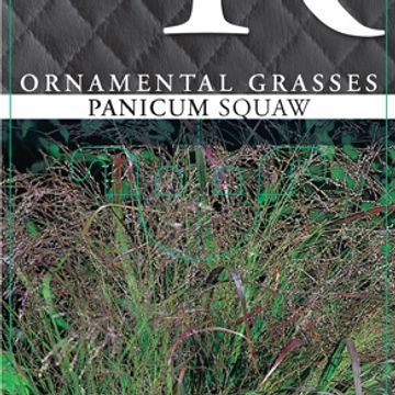 Panicum virgatum 'Squaw'