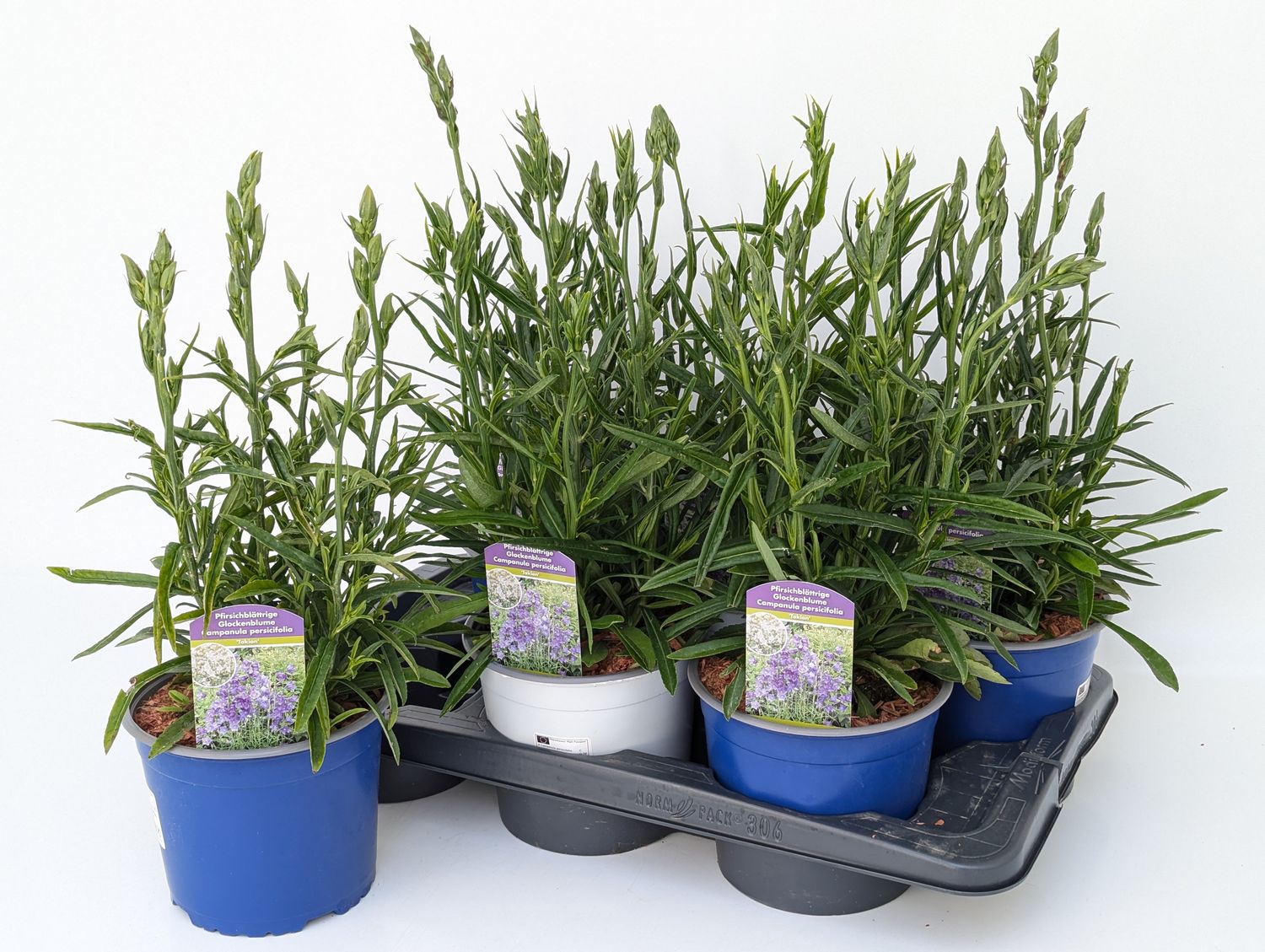 Campanula persicifolia 'Takion White'  Pflanzengrohandel FlorAccess