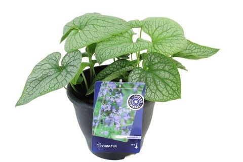 Brunnera macrophylla 'Alexanders Great'