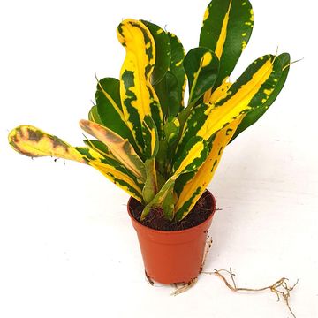 Codiaeum variegatum 'Mammi Yellow'