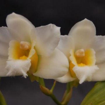 Bifrenaria harrisoniae alba