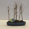 Pseudolarix