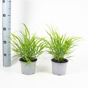 Hakonechloa macra