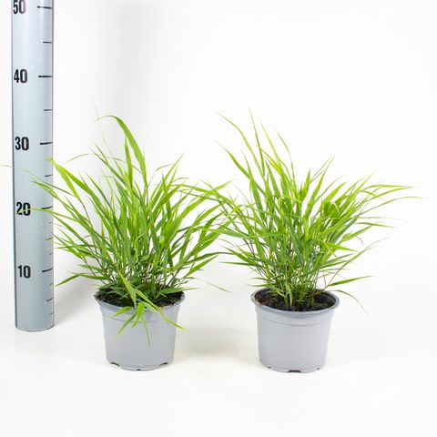 Hakonechloa macra