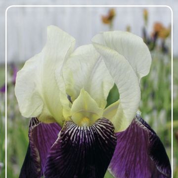 Iris 'Salonique'