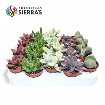 Succulente MIX
