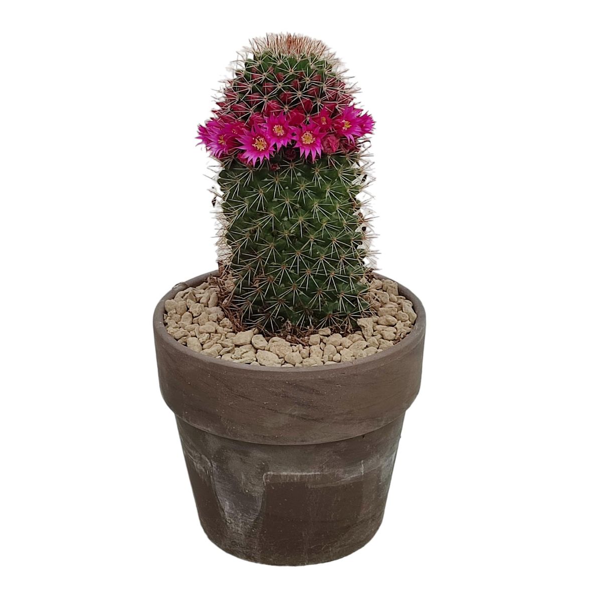 Mammillaria ernestii  Plant Wholesale FlorAccess