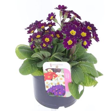 Primula 'Veristar Late Twin Violet'
