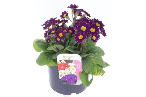 Primula 'Veristar Late Twin Violet'