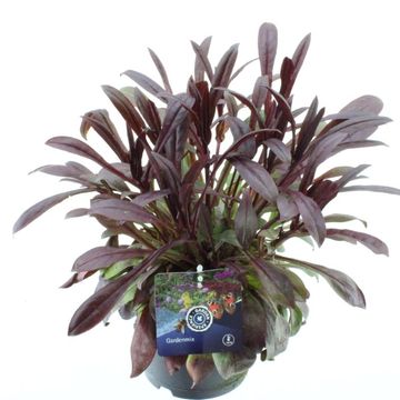 Penstemon digitalis DAKOTA BURGUNDY