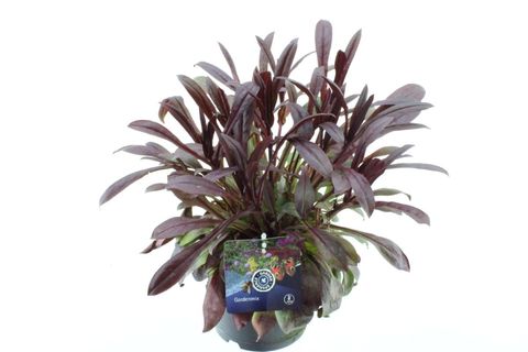 Penstemon digitalis DAKOTA BURGUNDY